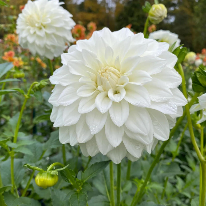 Flower Seeds, Seeds,Seeds For Planting,Plant Seeds
