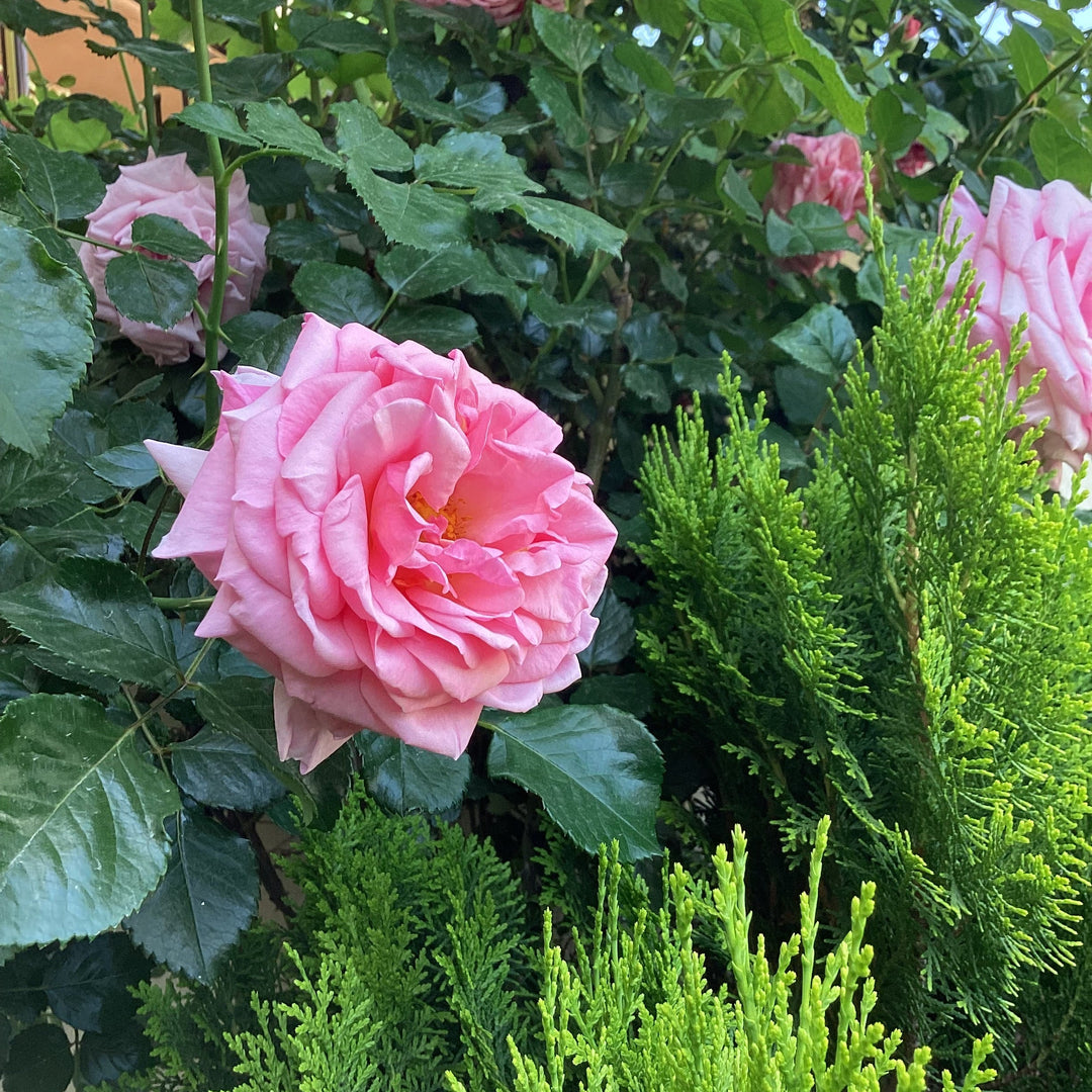 Flower Seeds, Seeds,Seeds For Planting,Plant Seeds