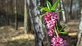 Pink Daphne Mezereum Flower Seeds for Planting – Heirloom, Non-GMO, High Germination Organic Garden Seeds