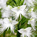 White Egret Flower Seeds for Planting – Heirloom, Non-GMO Drought-Tolerant Organic Garden Seeds