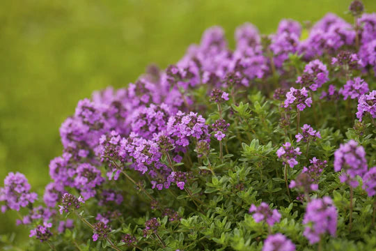 Purple Creeping Thyme Flower Seeds for Planting – Heirloom, Non-GMO, Seasonal Bloomer Garden Seeds