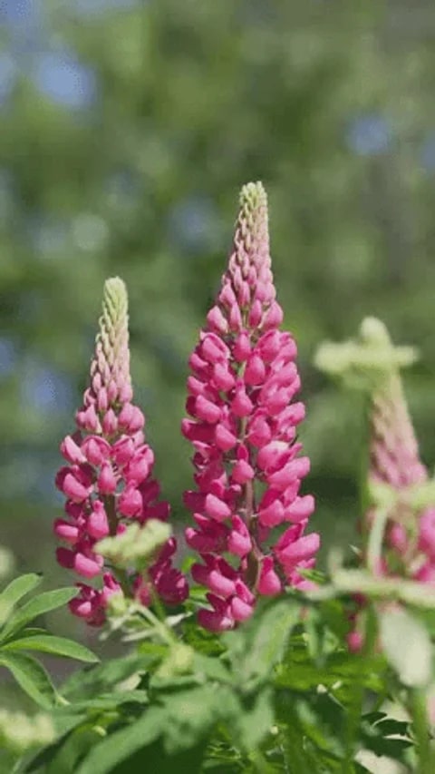 Thick Pink Lupine Flower Seeds for Planting – Heirloom, Non-GMO, Fragrant Blossoms, High Germination
