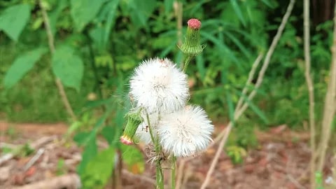 Poof Flower Seeds for Planting – Heirloom Non-GMO Seeds, High Germination Organic Garden Seeds