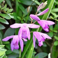 Bletilla Striata Flower Seeds for Planting – Colorful Heirloom, Non-GMO, High Germination Garden Seeds