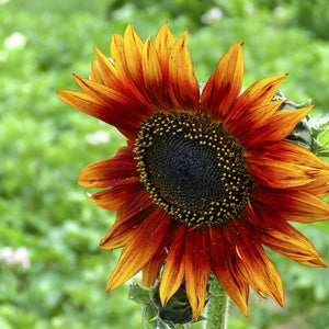 Flower Seeds, Seeds,Seeds For Planting,Plant Seeds