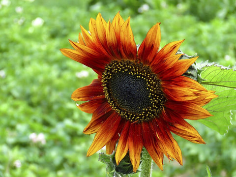 Flower Seeds, Seeds,Seeds For Planting,Plant Seeds