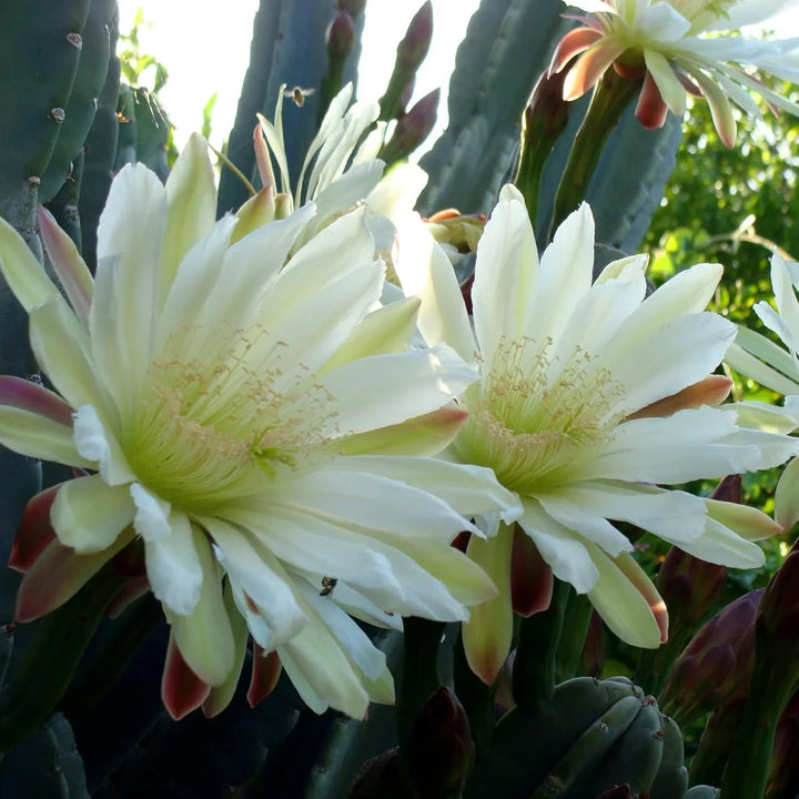 Flower Seeds, Seeds,Seeds For Planting,Plant Seeds