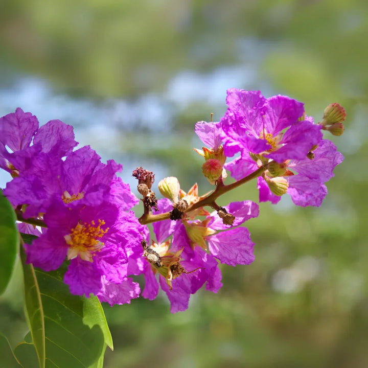 Flower Seeds, Seeds,Seeds For Planting,Plant Seeds