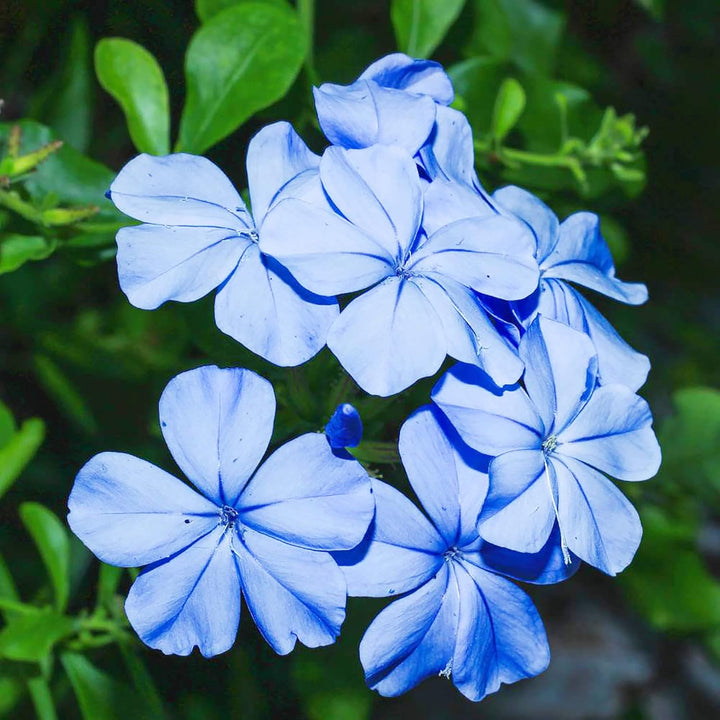 Flower Seeds, Seeds,Seeds For Planting,Plant Seeds