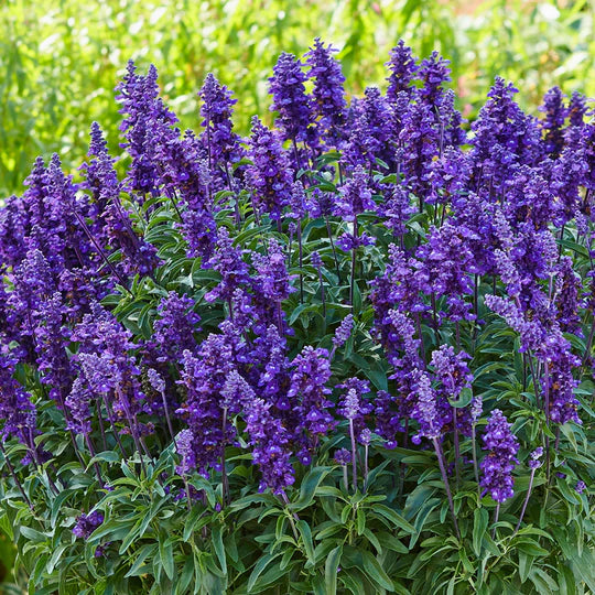 Violet Farinacea Flower Seeds for Planting – Heirloom, Non-GMO, High Germination Garden Seeds
