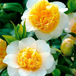 Flower Seeds, Seeds,Seeds For Planting,Plant Seeds