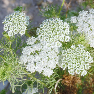 Flower Seeds, Seeds,Seeds For Planting,Plant Seeds