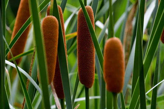 Cattails Flower Seeds for Planting – Heirloom, Non-GMO, High Germination Garden Seeds
