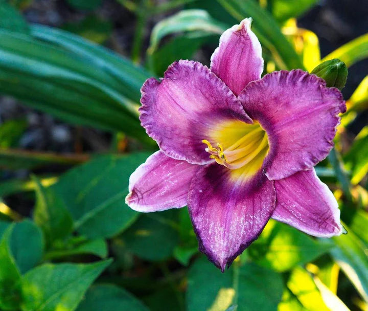 Violet Hemerocallis Flower Seeds for Planting – Heirloom, Non-GMO, Easy-to-Grow Garden Seeds