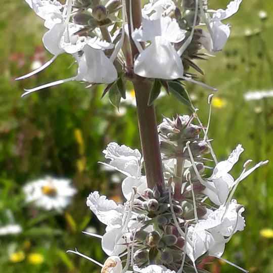 White Sage Flower Seeds for Planting – Heirloom, Non-GMO, High Germination Garden Seeds