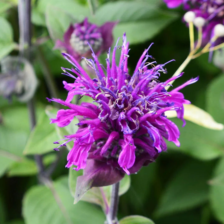 Flower Seeds, Seeds,Seeds For Planting,Plant Seeds