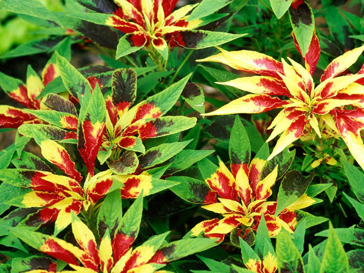 Flower Seeds, Seeds,Seeds For Planting,Plant Seeds