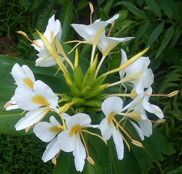 Flower Seeds, Seeds,Seeds For Planting,Plant Seeds