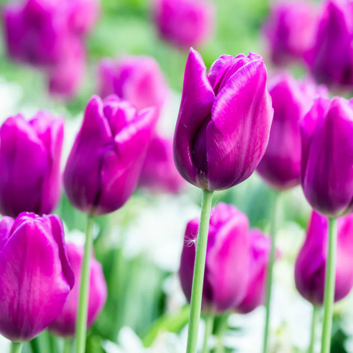 Flower Seeds, Seeds,Seeds For Planting,Plant Seeds