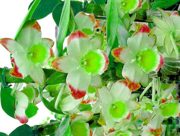 Green Phalaenopsis Orchid Flower Seeds for Planting – Heirloom, Non-GMO, Organic Garden Seeds