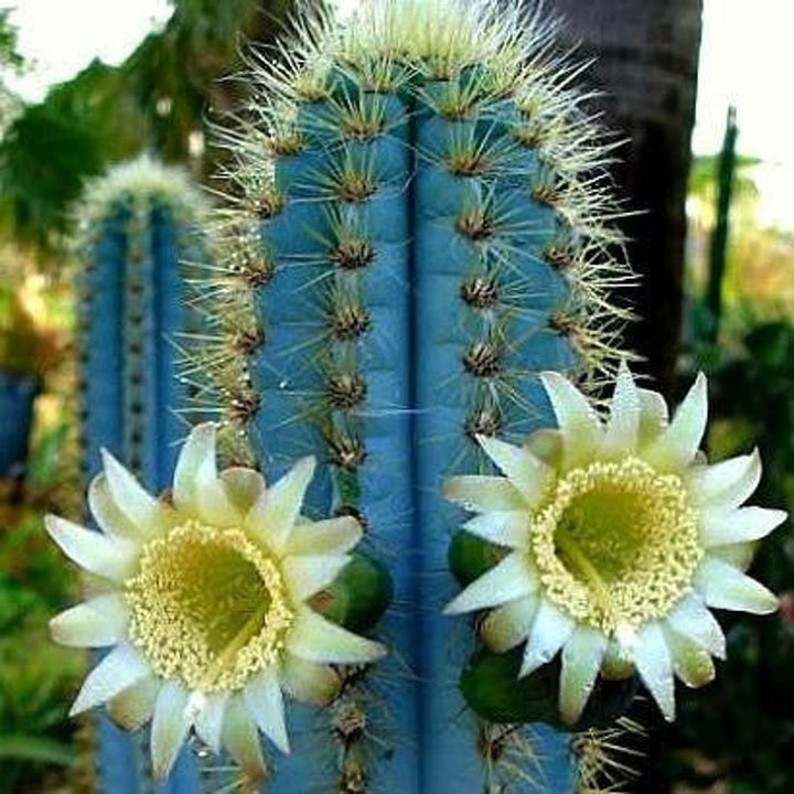 Flower Seeds, Seeds,Seeds For Planting,Plant Seeds