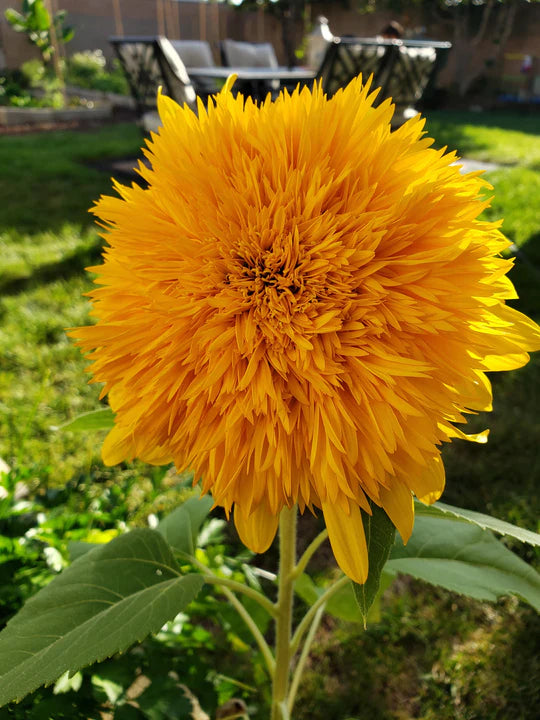 Yellow Honey Bear Flower Seeds for Planting – Heirloom, Non-GMO, High Germination Garden Seeds