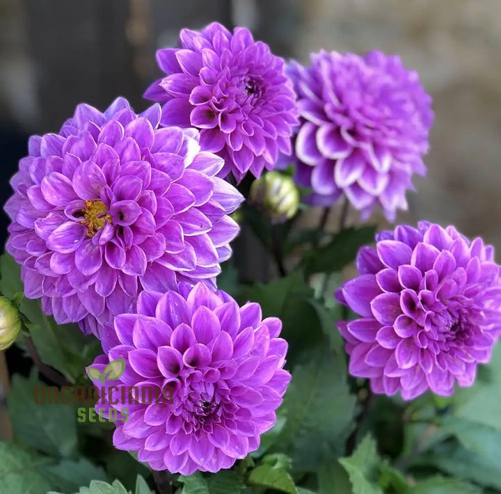 Flower Seeds, Seeds,Seeds For Planting,Plant Seeds