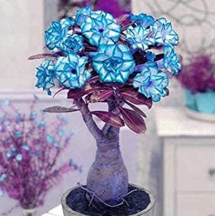 Flower Seeds, Seeds,Seeds For Planting,Plant Seeds