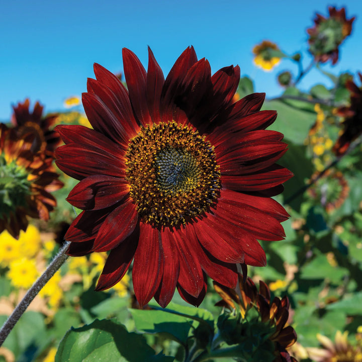 Flower Seeds, Seeds,Seeds For Planting,Plant Seeds