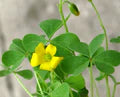 Yellow Oxalis Versicolor Flower Seeds for Planting – Heirloom, Non-GMO, High Germination Organic Garden Seeds