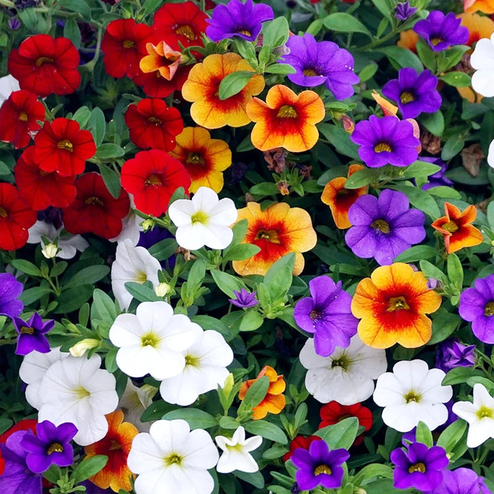 Flower Seeds, Seeds,Seeds For Planting,Plant Seeds
