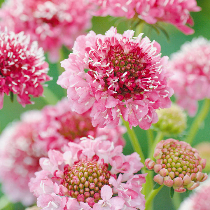 Flower Seeds, Seeds,Seeds For Planting,Plant Seeds