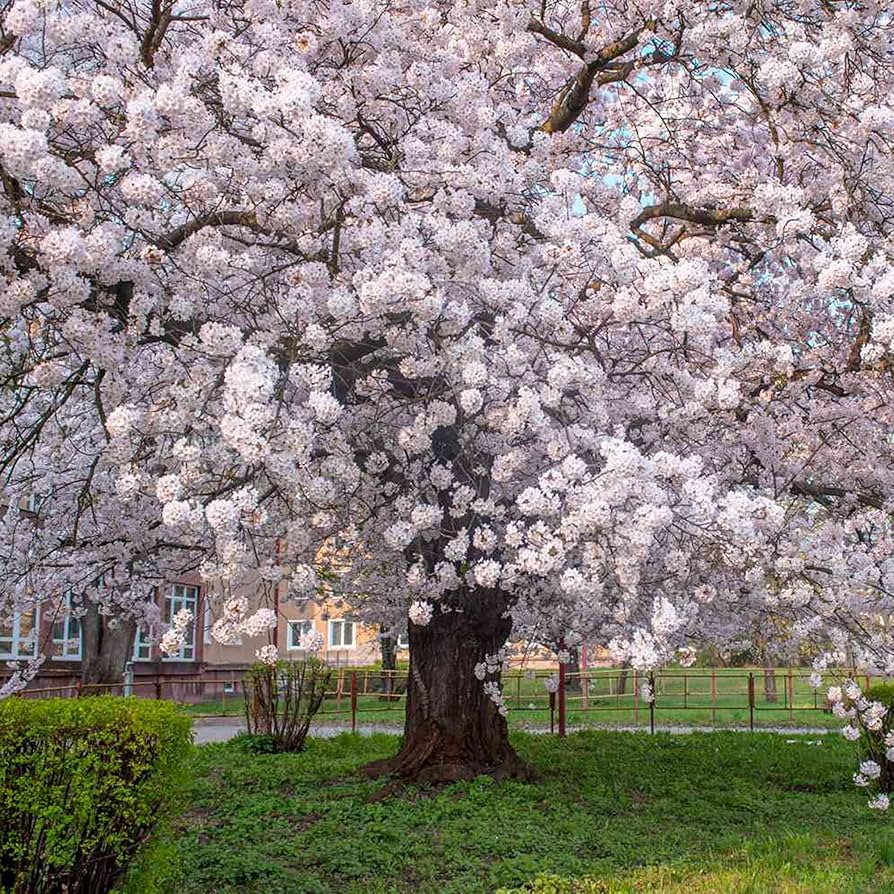 Flower Seeds, Seeds,Seeds For Planting,Plant Seeds