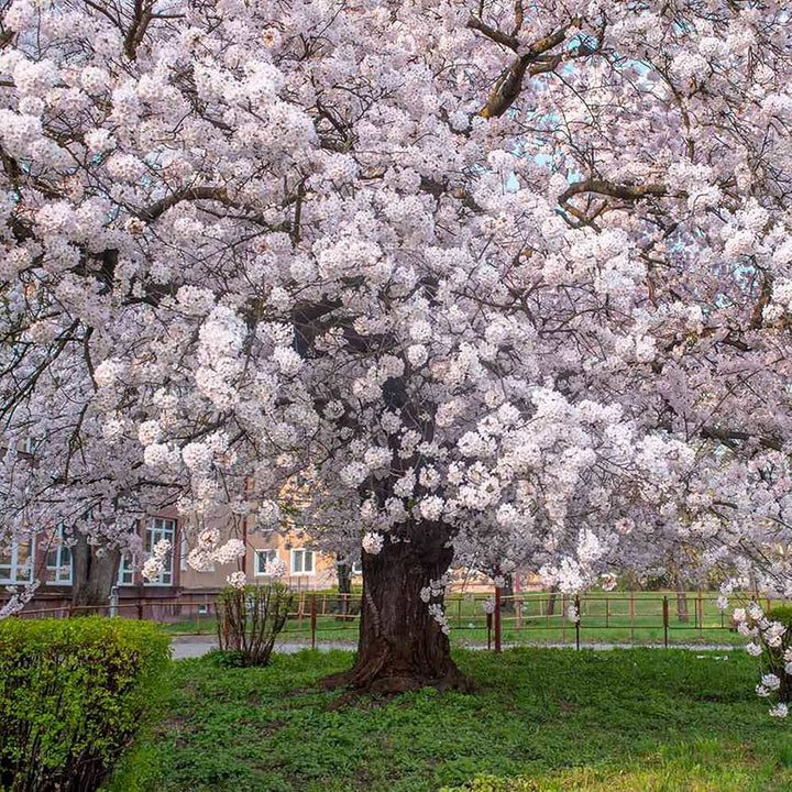 Flower Seeds, Seeds,Seeds For Planting,Plant Seeds