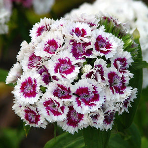 Flower Seeds, Seeds,Seeds For Planting,Plant Seeds