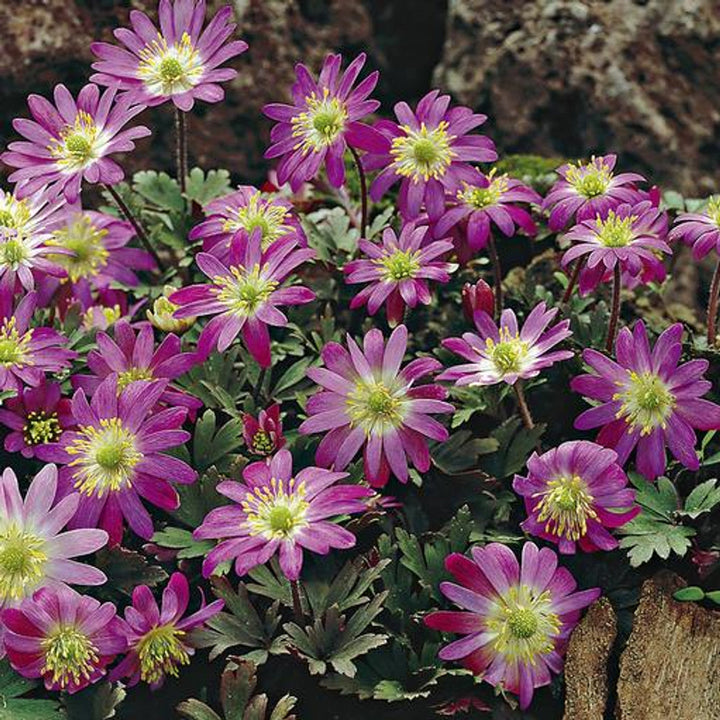 Flower Seeds, Seeds,Seeds For Planting,Plant Seeds