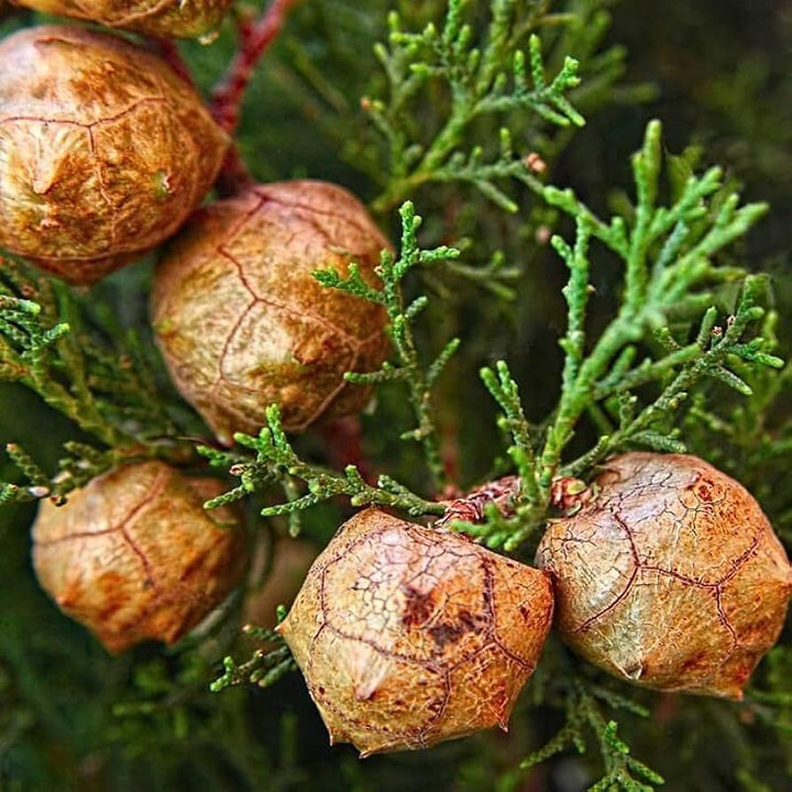 Flower Seeds, Seeds,Seeds For Planting,Plant Seeds