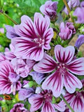 Purple White Zebra Mallow Flower Seeds for Planting – Heirloom, Non-GMO, High Germination Organic Garden Seeds