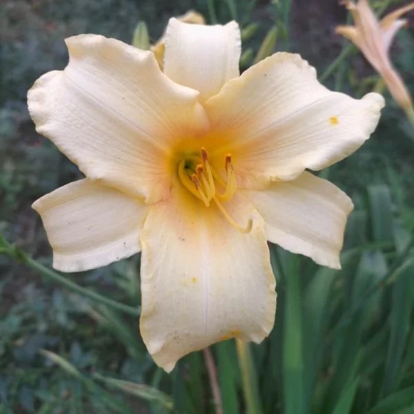 Cream Hemerocallis Flower Seeds for Planting – Heirloom, Non-GMO, Cut Flower Favorite, High Germination