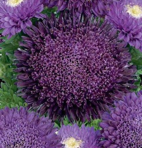 Flower Seeds, Seeds,Seeds For Planting,Plant Seeds