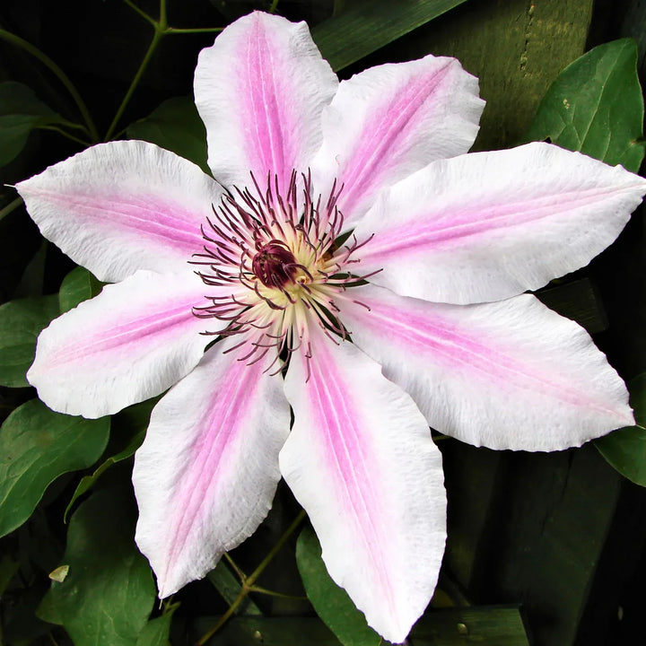Flower Seeds, Seeds,Seeds For Planting,Plant Seeds