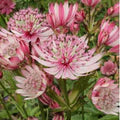 Pink Masterwort Flower Seeds for Planting – Drought-Tolerant Heirloom, Non-GMO, High Germination Garden Seeds