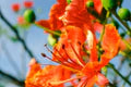 Phoenix Flower Seeds for Planting – Heirloom, Non-GMO, High Germination Organic Garden Wildflower Mix