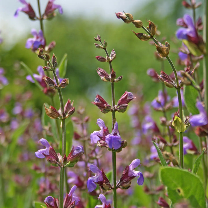 Flower Seeds, Seeds,Seeds For Planting,Plant Seeds
