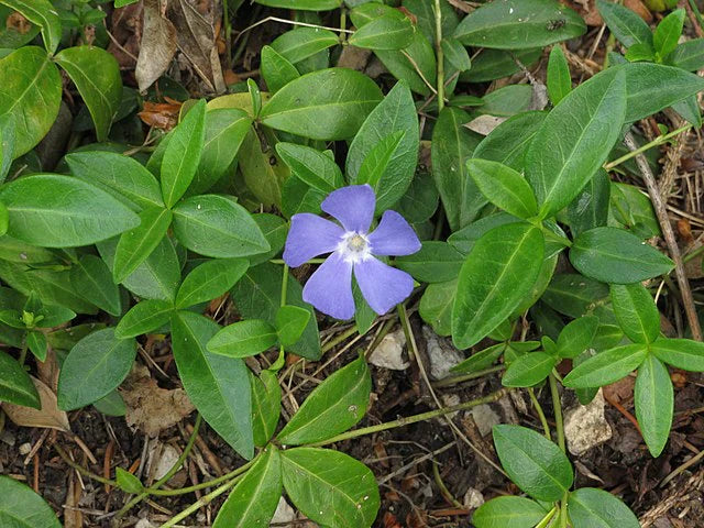 Sky Blue Periwinkle Flower Seeds for Planting – Garden Favorite Heirloom, Non-GMO, High Germination Garden Seeds