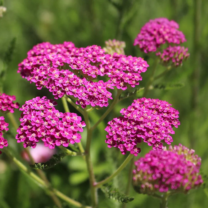 Flower Seeds, Seeds,Seeds For Planting,Plant Seeds