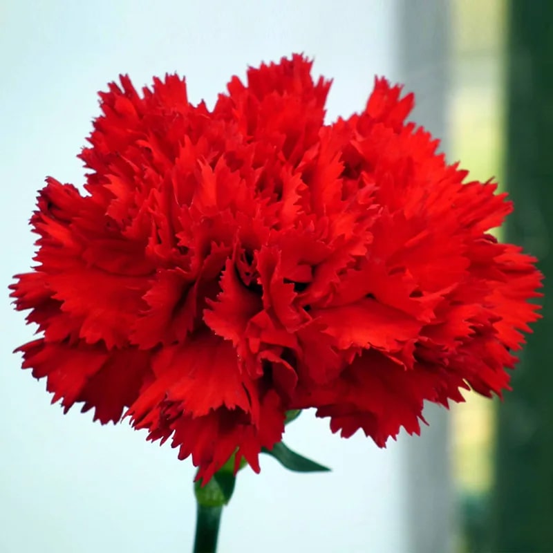 Dianthus Caryophyllus Ruby Pink Flower Seeds for Planting – Heirloom, Non-GMO, High Germination Organic Garden Seeds