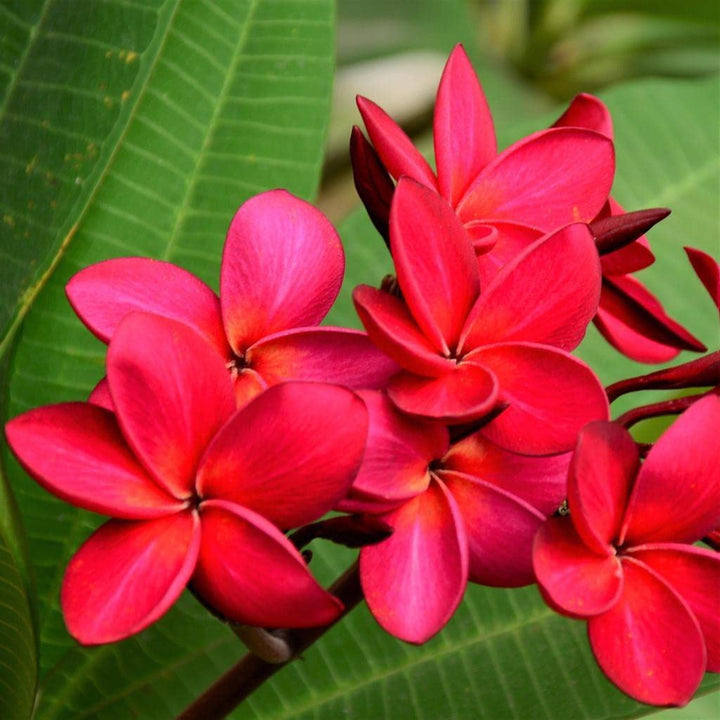 Flower Seeds, Seeds,Seeds For Planting,Plant Seeds