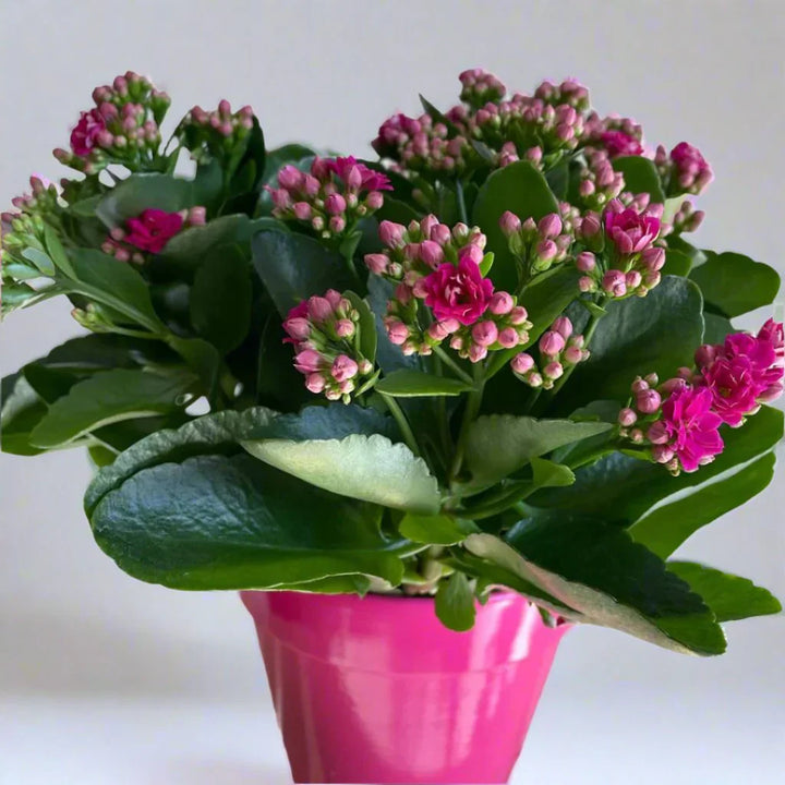 Flower Seeds, Seeds,Seeds For Planting,Plant Seeds