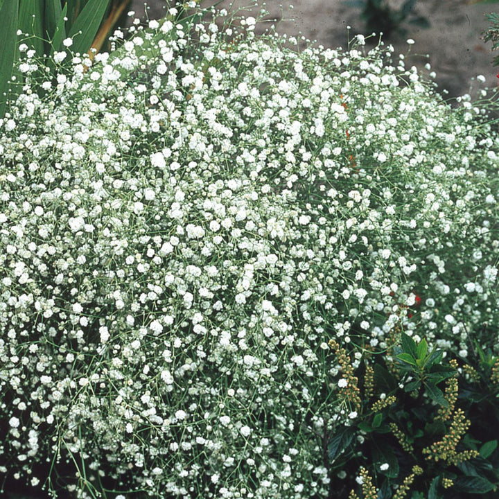 Flower Seeds, Seeds,Seeds For Planting,Plant Seeds